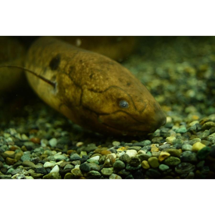レピドシレン パラドクサ ペルー 63 64cm An7 World Rivers Net 通販 Yahoo ショッピング