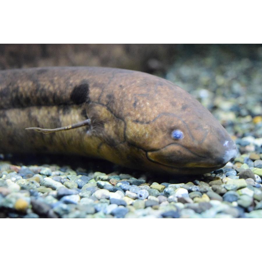 レピドシレン パラドクサ ペルー 63 64cm An7 World Rivers Net 通販 Yahoo ショッピング