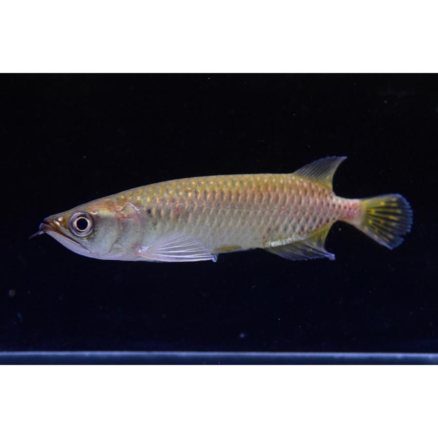 ノーザンバラムンディ 13 14cm An World Rivers Net 通販 Yahoo ショッピング