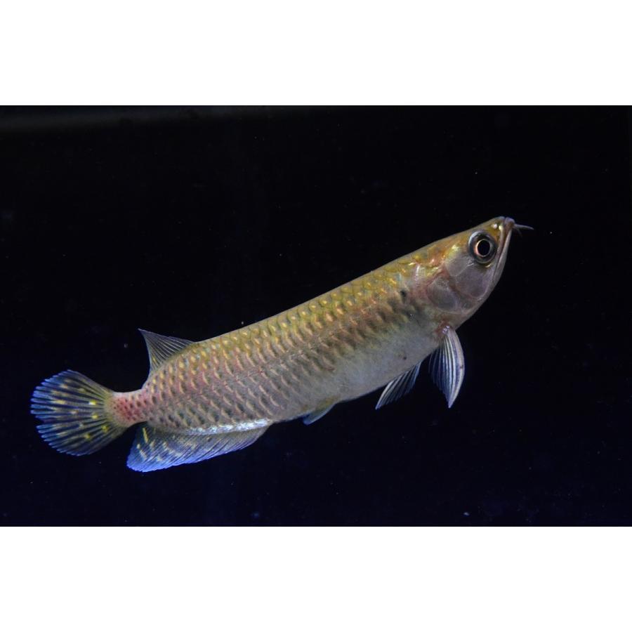 ノーザンバラムンディ 13 14cm An World Rivers Net 通販 Yahoo ショッピング