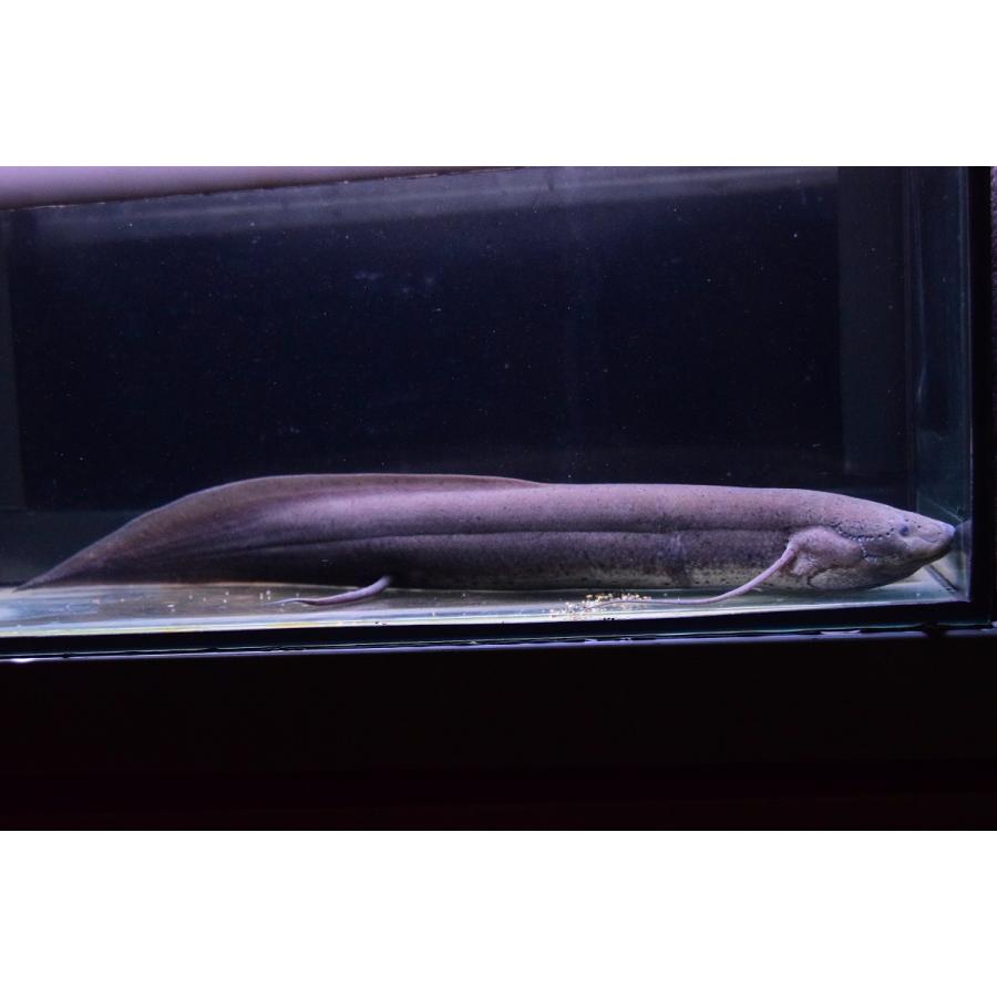 Pro エチオピクス エチオピクス モザンビーク 36cm An90 World Rivers Net 通販 Yahoo ショッピング