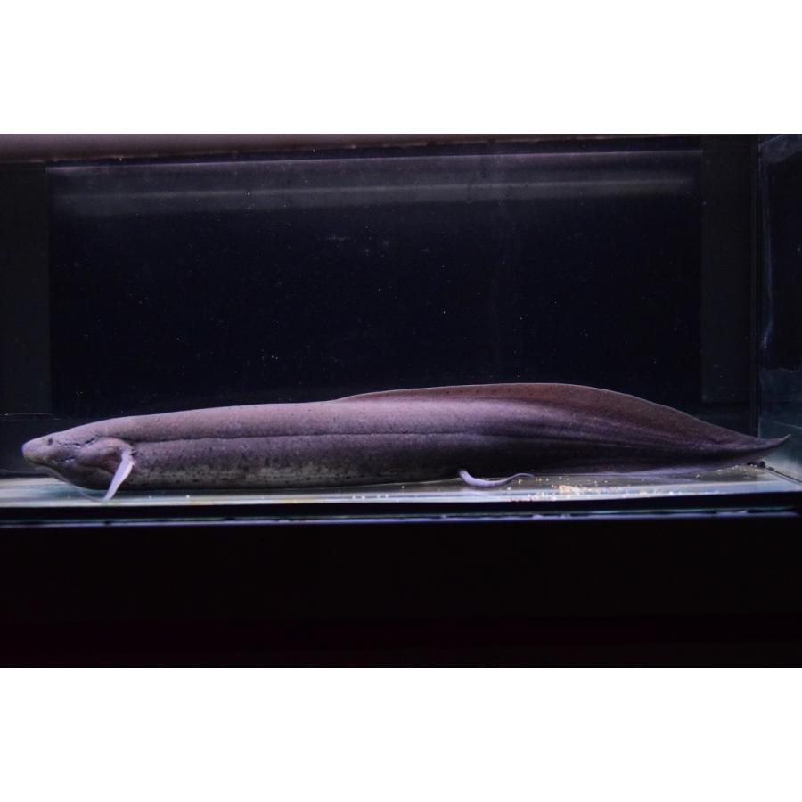 Pro エチオピクス エチオピクス モザンビーク 36cm An90 World Rivers Net 通販 Yahoo ショッピング
