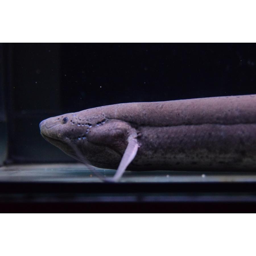 Pro エチオピクス エチオピクス モザンビーク 36cm An90 World Rivers Net 通販 Yahoo ショッピング