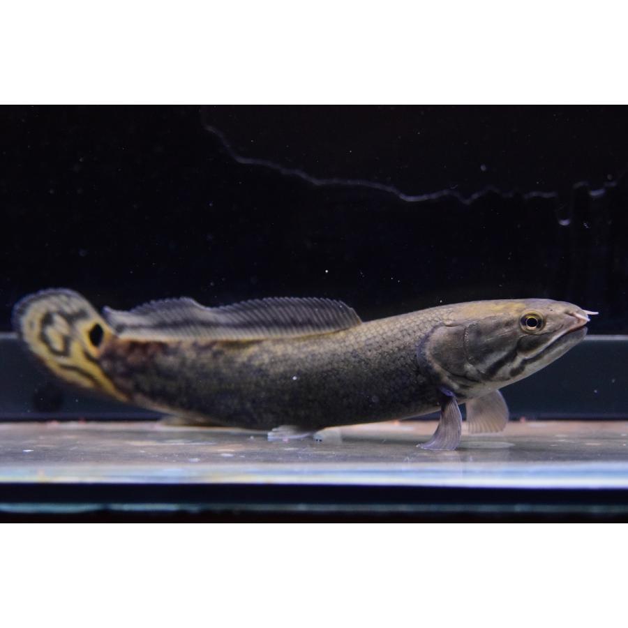 アミア・カルヴァ　”ロクサハッチリバー”　19cm