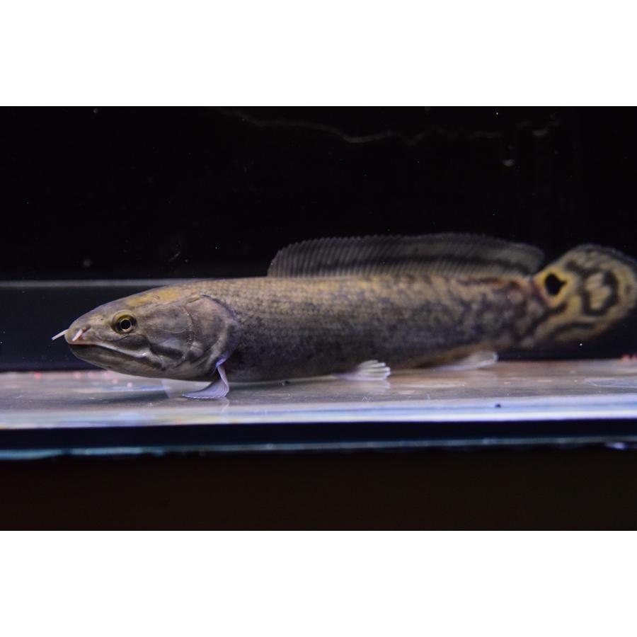 【訳あり品】 アミア・カルヴァ　”ロクサハッチリバー”　19cm 【2064934894】(13182円)