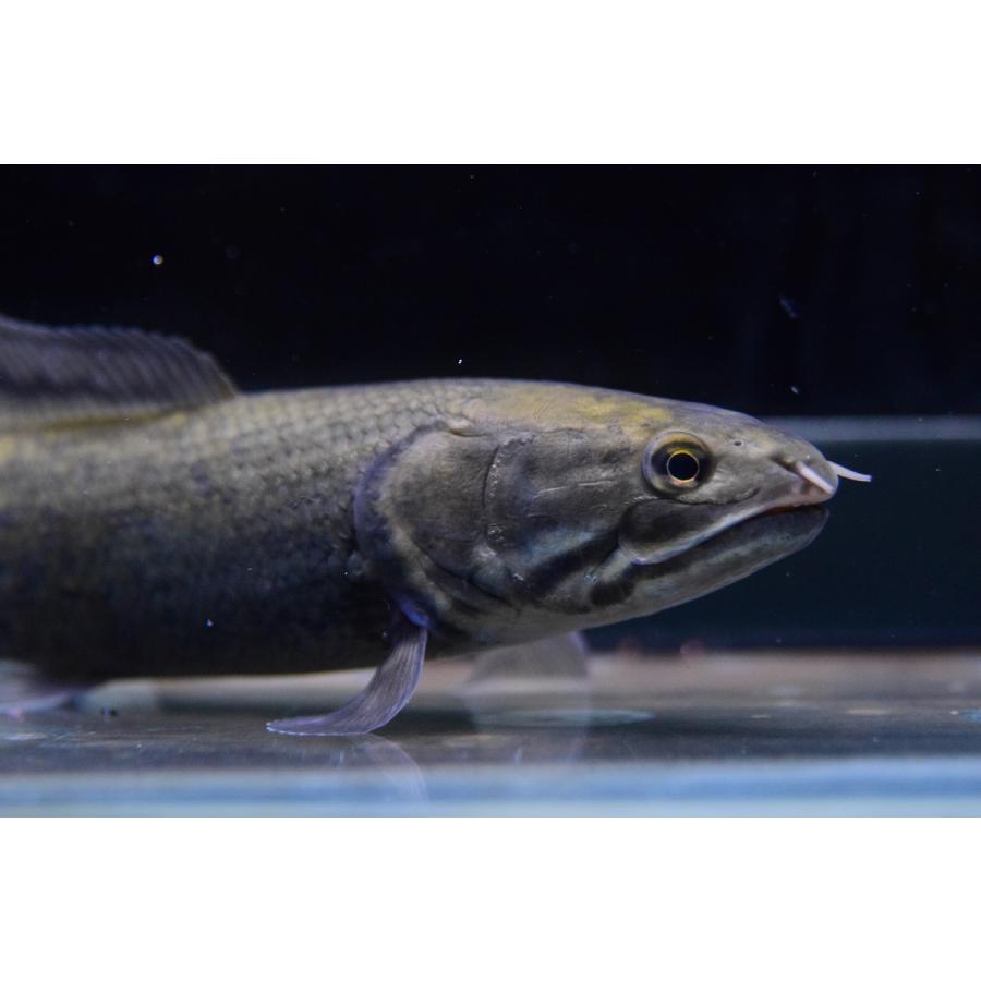 【訳あり品】 アミア・カルヴァ　”ロクサハッチリバー”　19cm 【2064934894】(13182円)