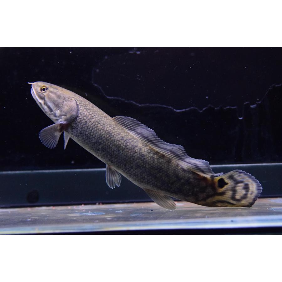 【訳あり品】 アミア・カルヴァ　”ロクサハッチリバー”　19cm 【2064934894】(13182円)