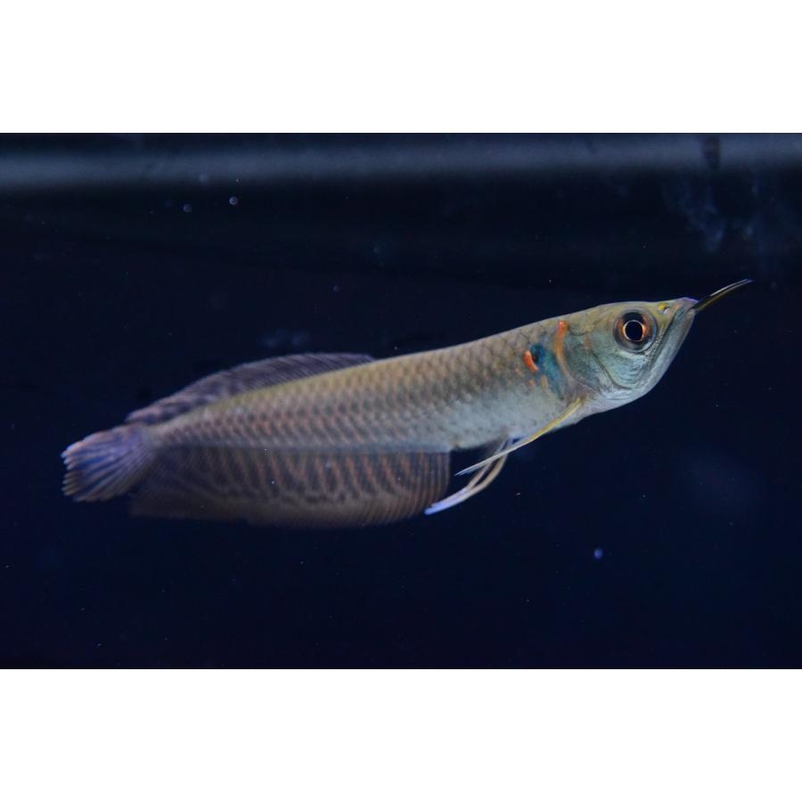 シルバーアロワナ リオ ジャプラ 12 13cm An99 World Rivers Net 通販 Yahoo ショッピング