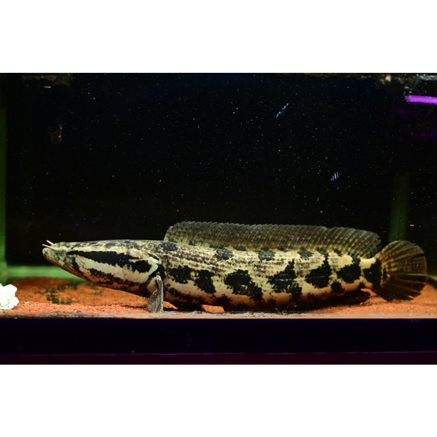 アフリカンスネークヘッド ”ナイジェリア” 44-45cm : WORLD RIVERS net