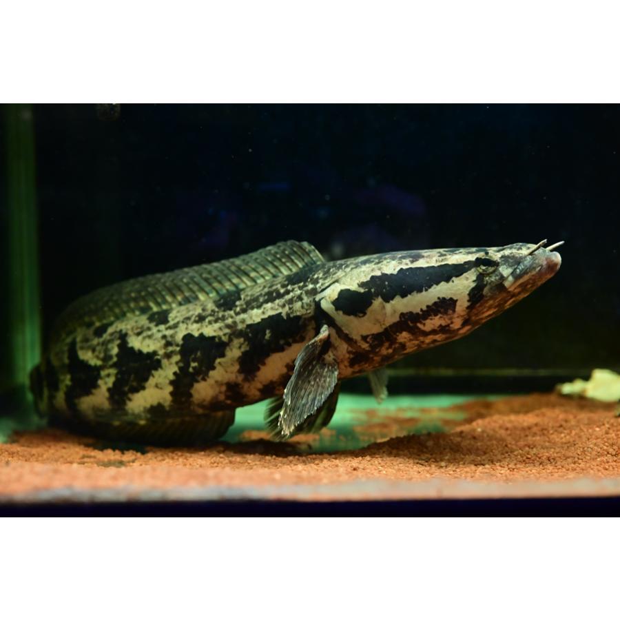 アフリカンスネークヘッド ”ナイジェリア” 44-45cmの画像