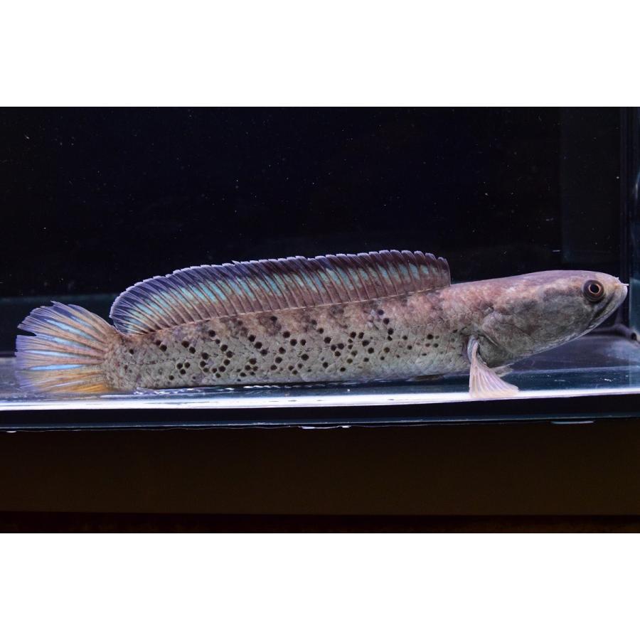 熱帯魚 ﾁｬﾝﾅspﾌﾞﾗｯｸﾀﾞｲﾔﾓﾝﾄﾞ