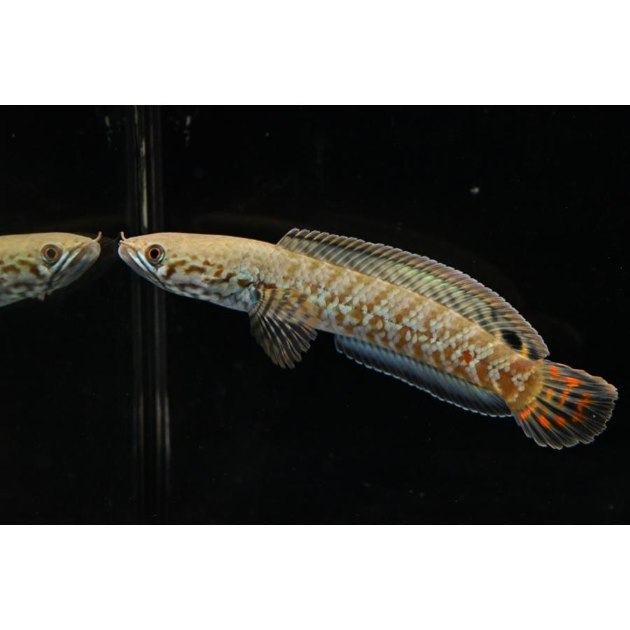 レインボースネークヘッド　”インド”　10-11cm程（Yahoo!・WORLD RIVERS net）