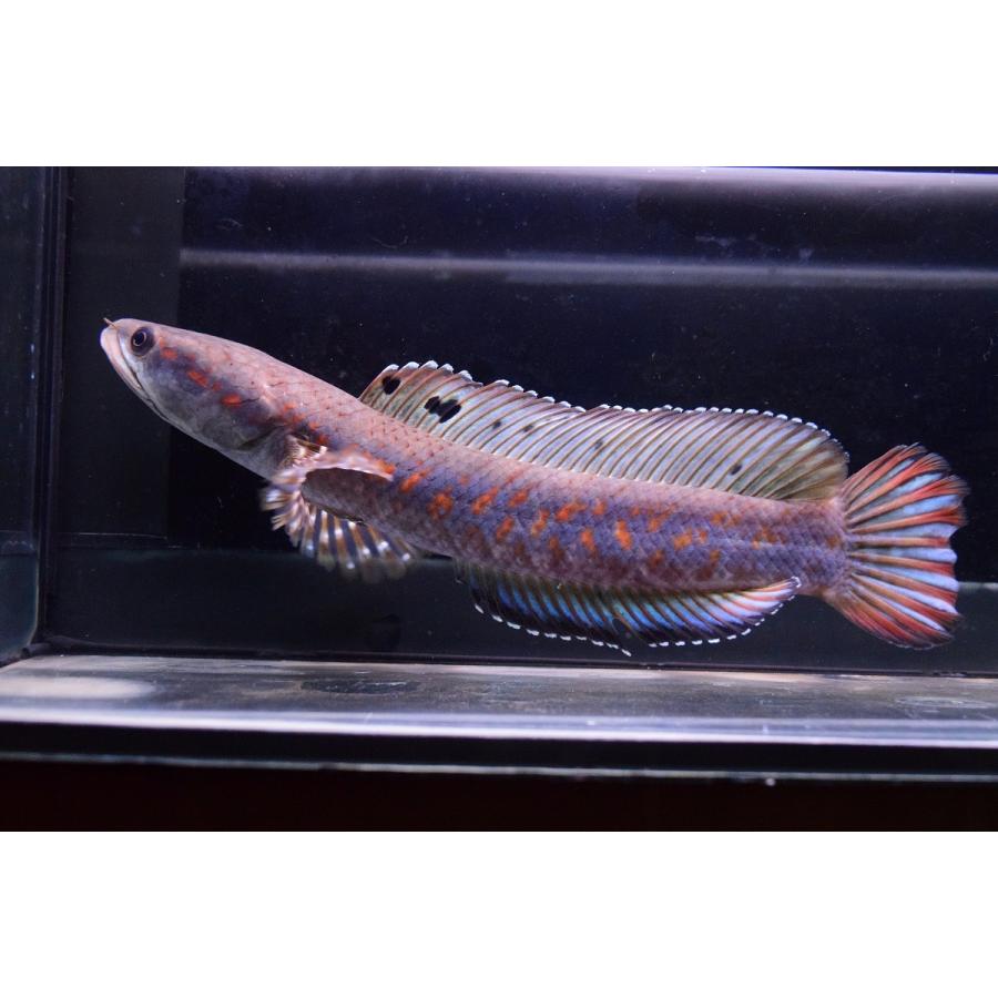 チャンナsp ミメティックプルクラ ミャンマー 24cm F個体 Ana149 World Rivers Net 通販 Yahoo ショッピング