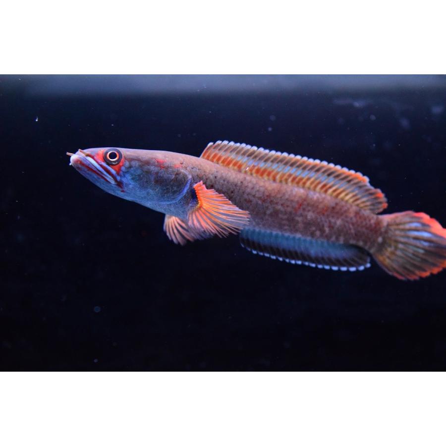 アイスファイヤー スネークヘッド