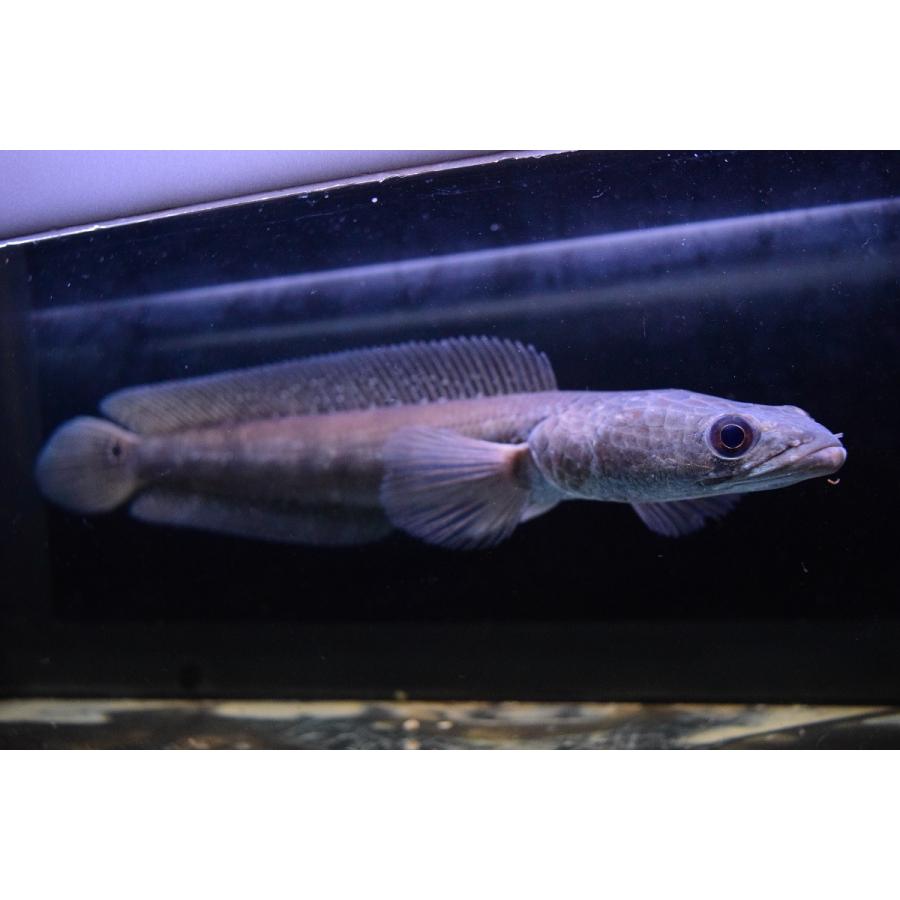 チャンナcf アウロリネアータ サルウィン川 31cm Ana195 World Rivers Net 通販 Yahoo ショッピング