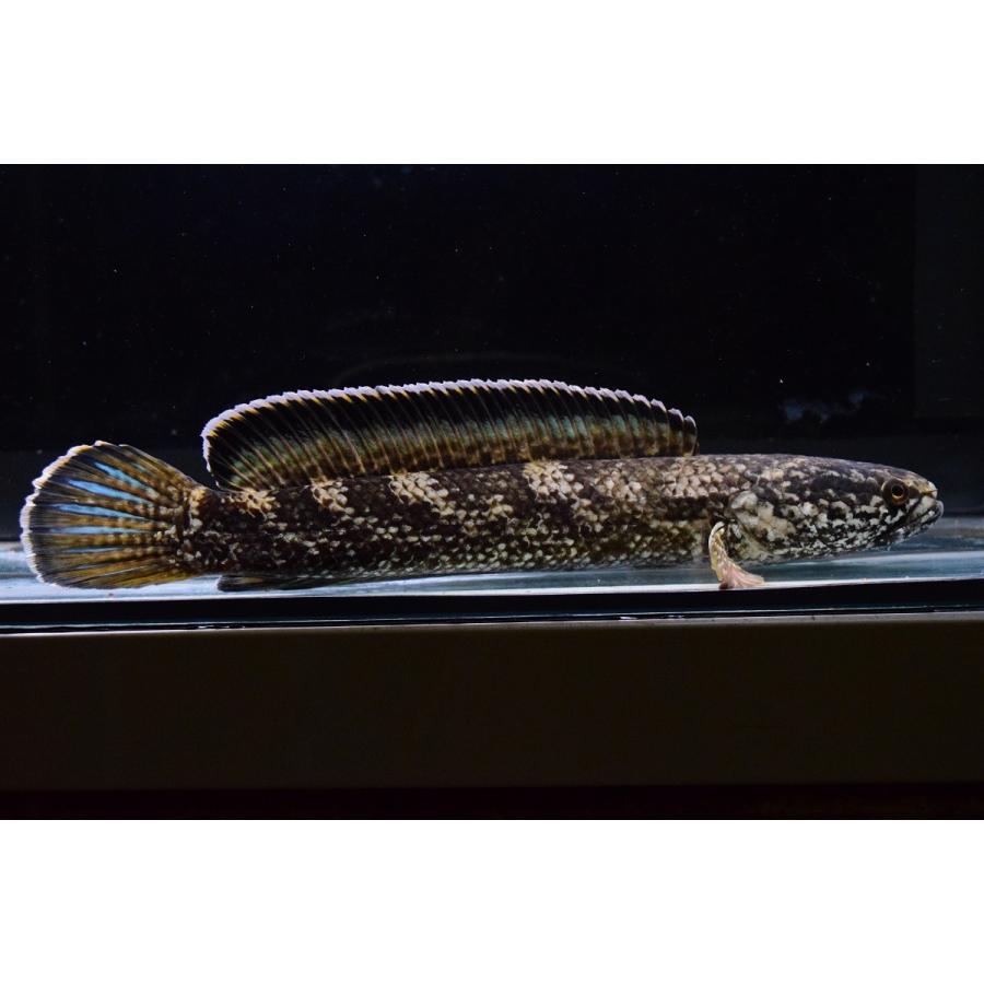 チャンナsp.コバルトブルー　”シェルリバー”　24cm