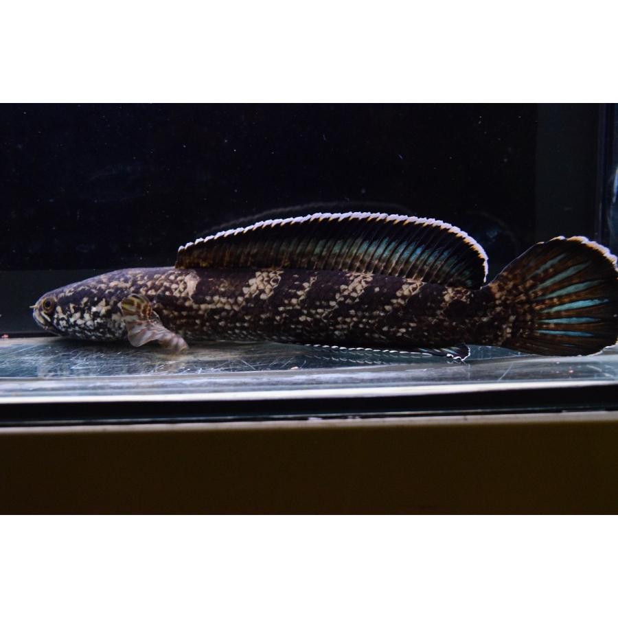 チャンナsp.コバルトブルー　”シェルリバー”　24cm 