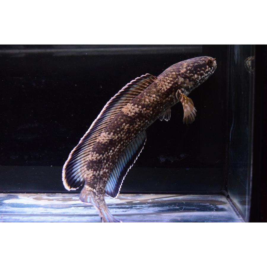 チャンナsp.コバルトブルー　”シェルリバー”　24cm 