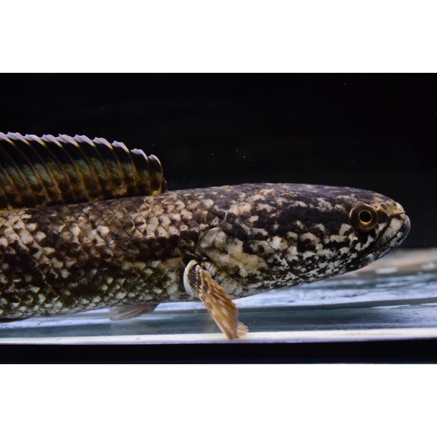 チャンナsp.コバルトブルー　”シェルリバー”　24cm 