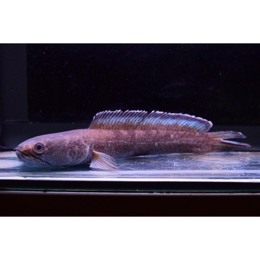 チャンナsp ガロ インド 23cm Ana237 World Rivers Net 通販 Yahoo ショッピング