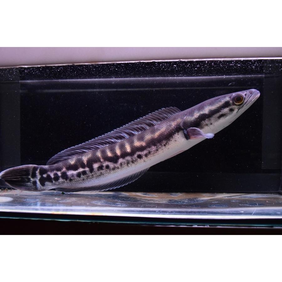 3年保証 レッドスネークヘッド ジャワ島サウスジャワ 36cm ぐりーんぐりーん 2dee7d25 Andressabernardes Com Br