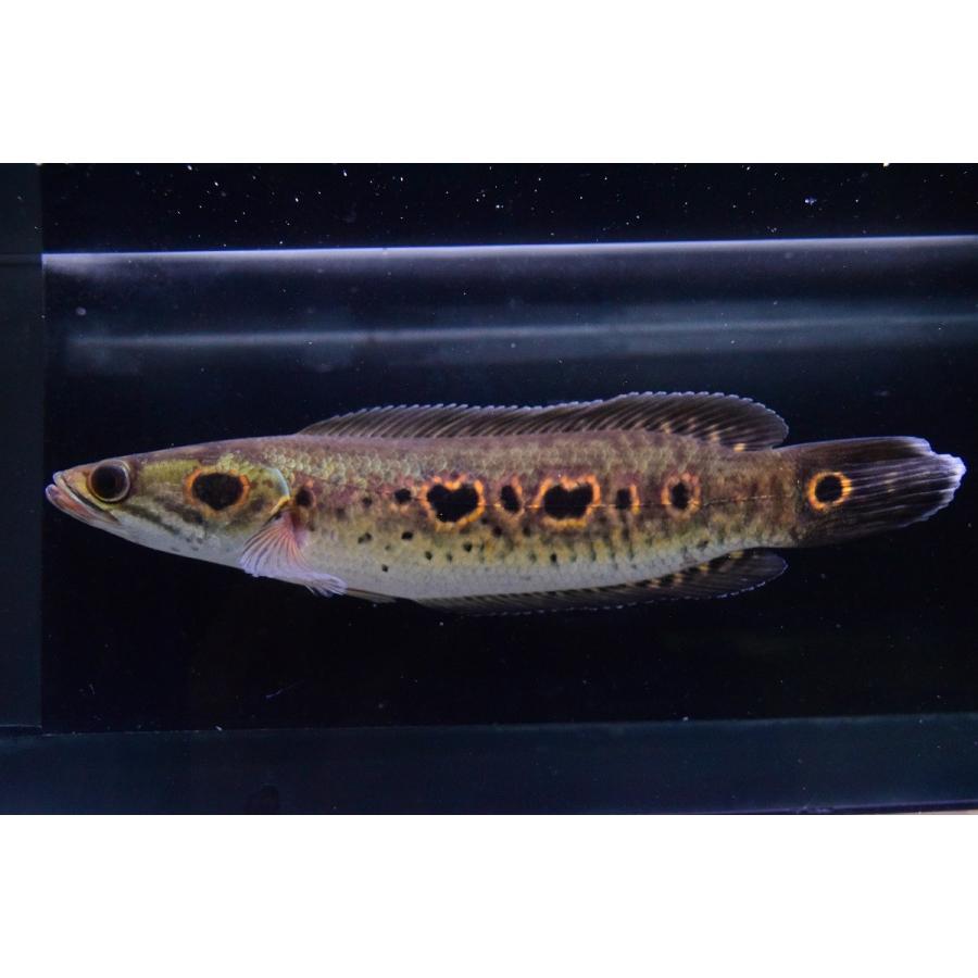 オセレイトスネークヘッド ジャンビ州 24cm B個体 Ana265 World Rivers Net 通販 Yahoo ショッピング