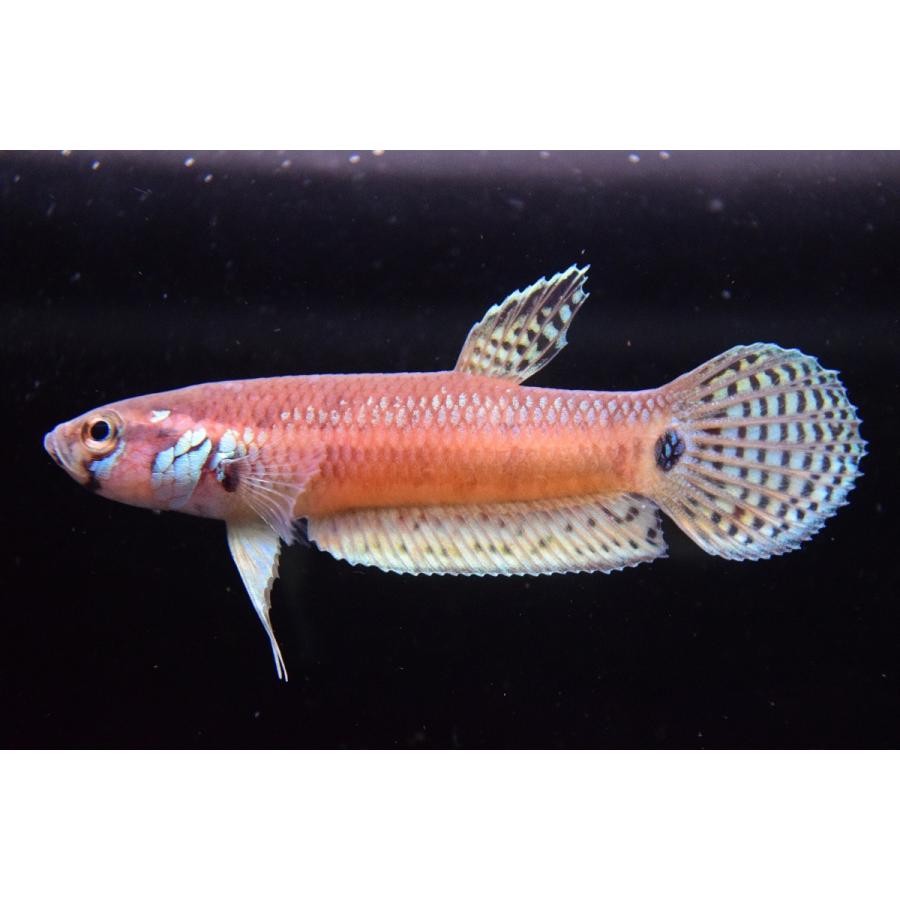 ベタsp パリフィナ Kase ペア 6cm程 Ana27 World Rivers Net 通販 Yahoo ショッピング