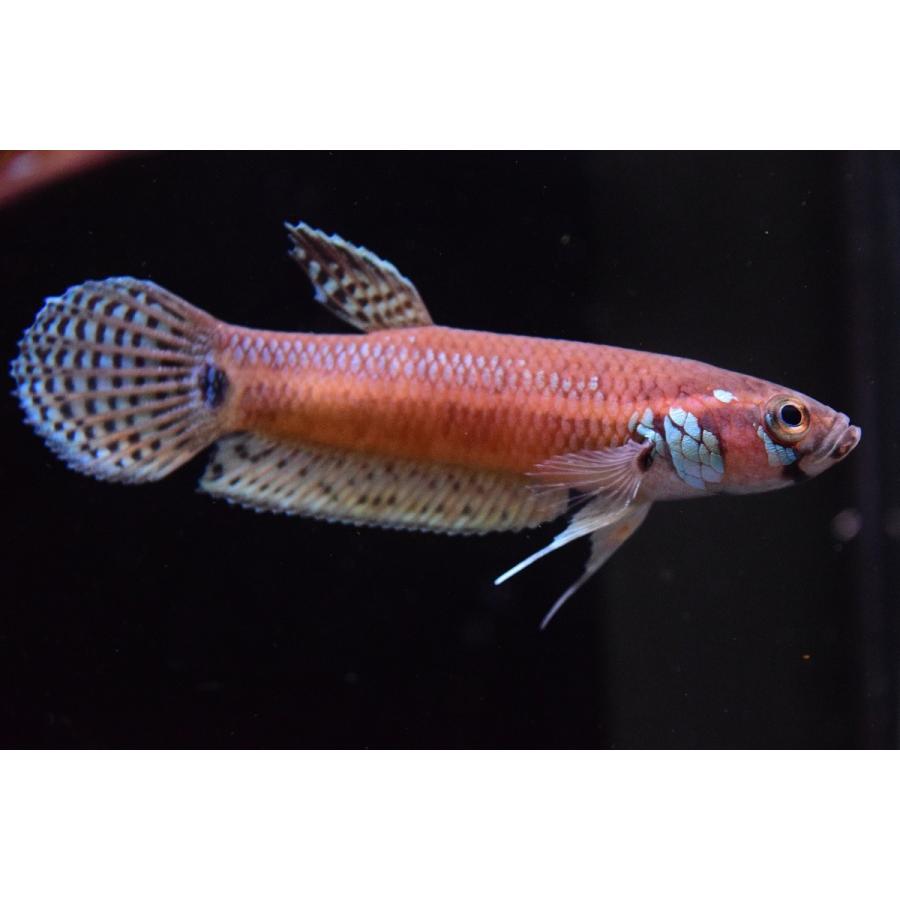ベタsp パリフィナ Kase ペア 6cm程 Ana27 World Rivers Net 通販 Yahoo ショッピング