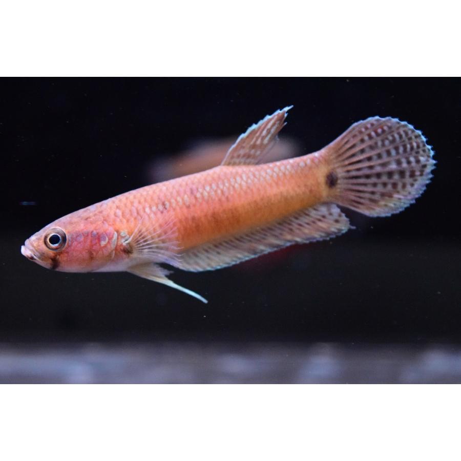 ベタsp パリフィナ Kase ペア 6cm程 Ana27 World Rivers Net 通販 Yahoo ショッピング
