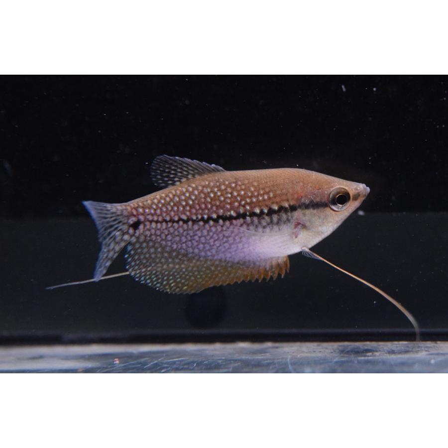 パールグラミー ボルネオ 8cm程 Ana290 World Rivers Net 通販 Yahoo ショッピング