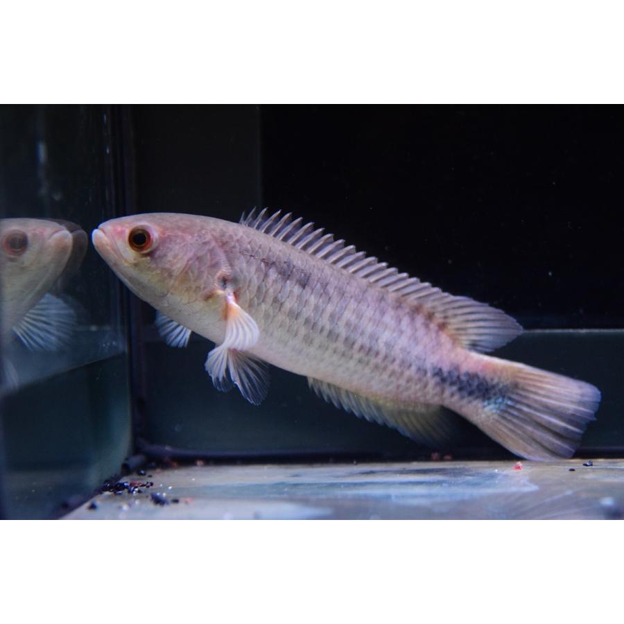 クテノポマ ペレグリニ コンゴ 12cm Ana334 World Rivers Net 通販 Yahoo ショッピング