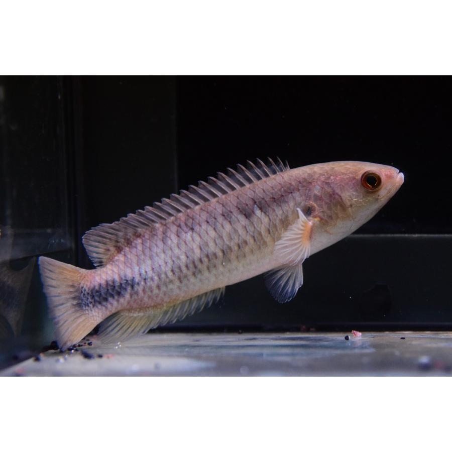 クテノポマ ペレグリニ コンゴ 12cm Ana334 World Rivers Net 通販 Yahoo ショッピング