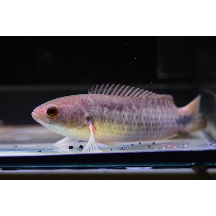 クテノポマ ペレグリニ コンゴ 12cm Ana334 World Rivers Net 通販 Yahoo ショッピング