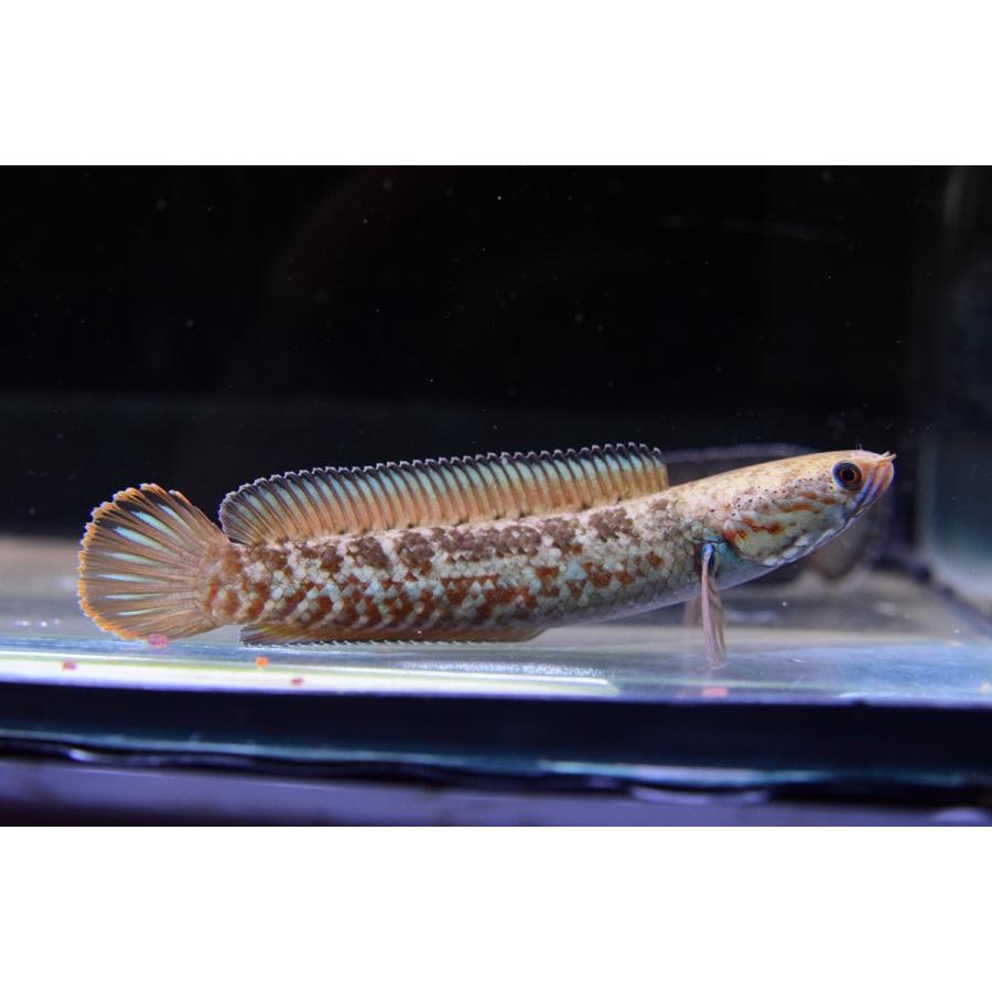 ニューレインボースネークヘッド B 9cm インド Ana378 World Rivers Net 通販 Yahoo ショッピング