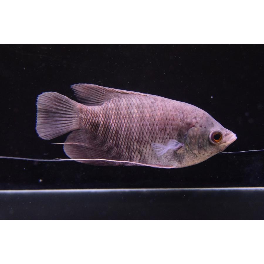 数量限定価格 グラミー オスフロネームス エクソドン 12cm タイ 観賞魚生体 Serverie Com