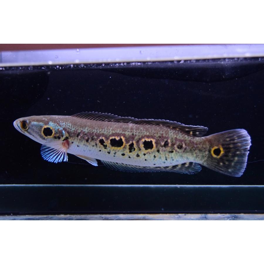 オセレイトスネークヘッド 21 22cm Ana429 World Rivers Net 通販 Yahoo ショッピング