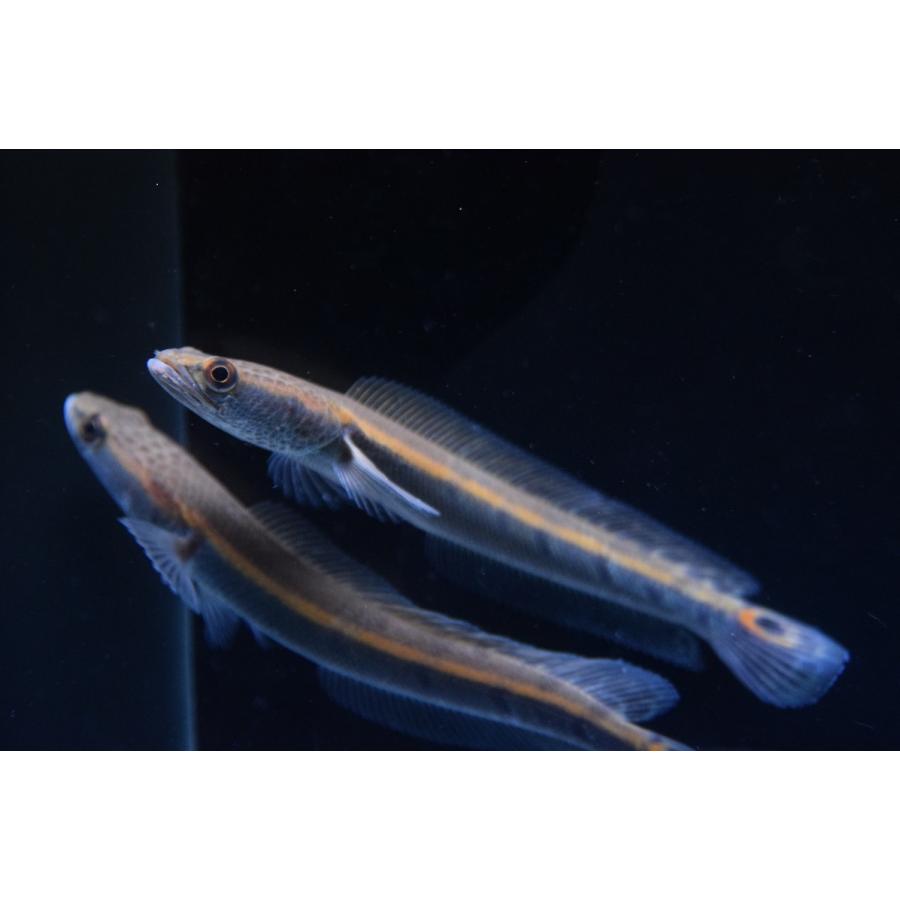 売約済 コブラスネークヘッド 北カリマンタン 10 11cm Ana431 World Rivers Net 通販 Yahoo ショッピング