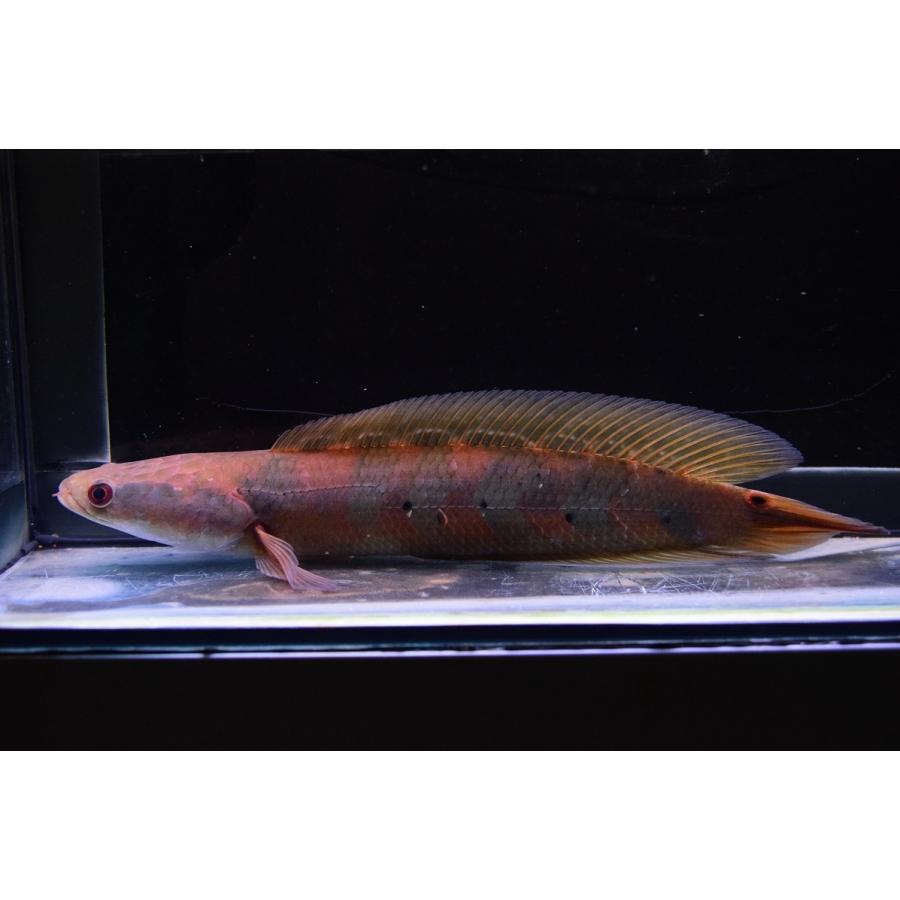 チャンナ・マルリオイデス　”中カリマンタン　カプアス川”　31cm 