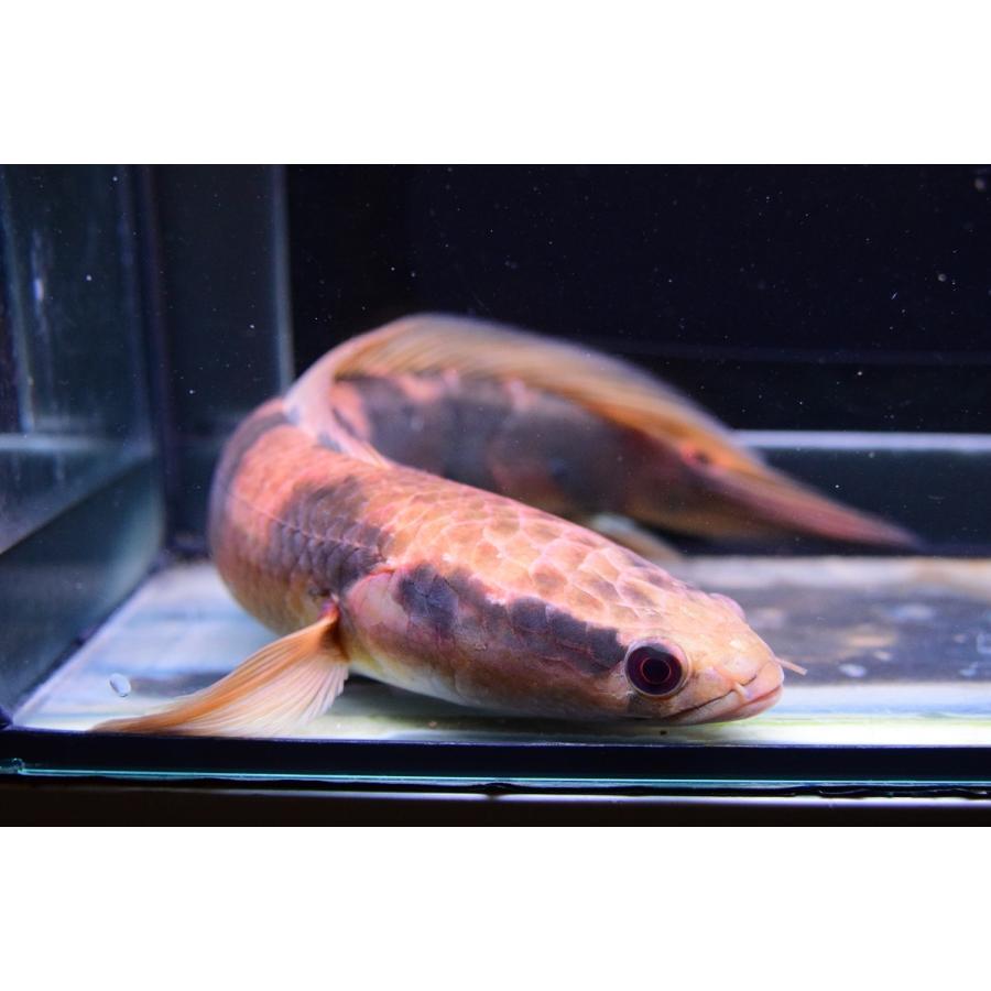 チャンナ・マルリオイデス　”中カリマンタン　カプアス川”　31cm 