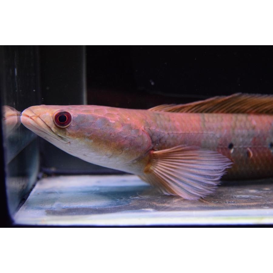 チャンナ・マルリオイデス　”中カリマンタン　カプアス川”　31cm 