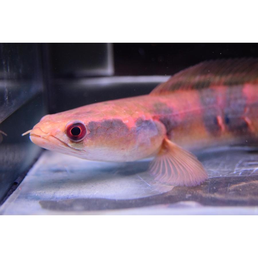 チャンナ・マルリオイデス　”中カリマンタン　カプアス川”　22-23cm 