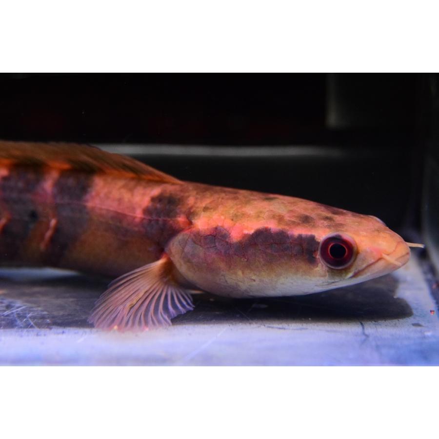 チャンナ・マルリオイデス　”中カリマンタン　カプアス川”　22-23cm 