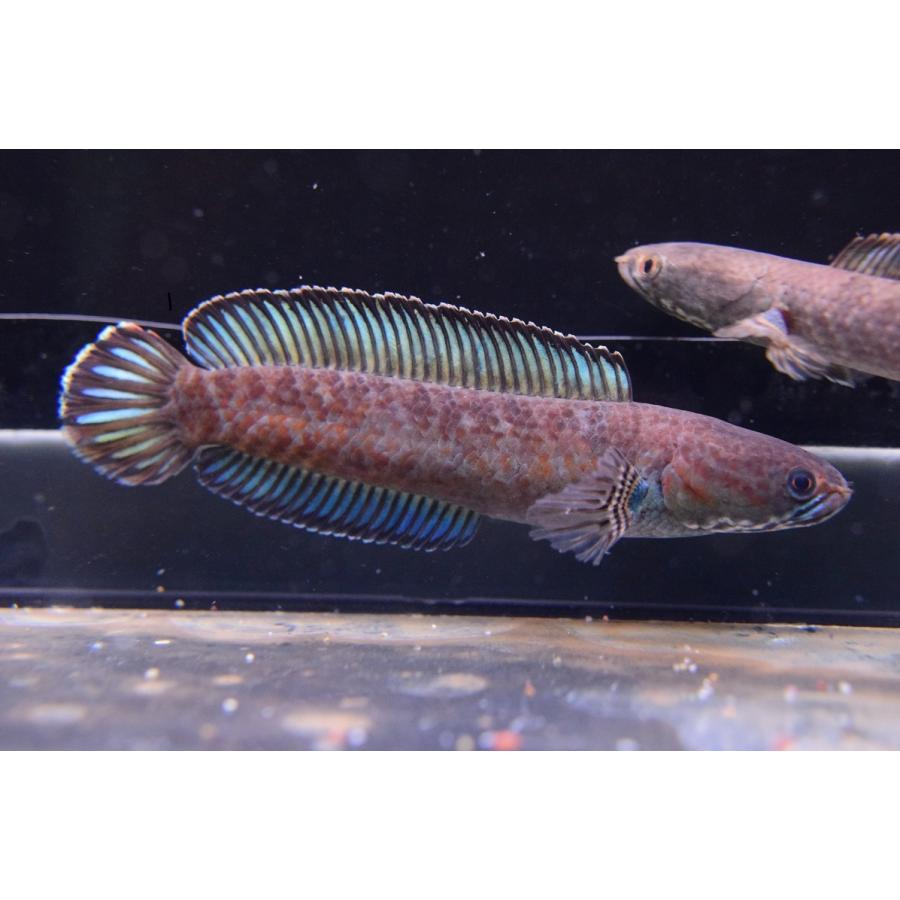 ニューレインボースネークヘッド インド 12cm Ana437 World Rivers Net 通販 Yahoo ショッピング