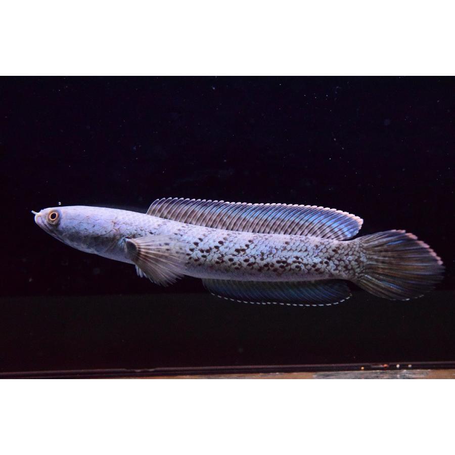 スチュワートスネークヘッド インド 13 14cm Ana44 World Rivers Net 通販 Yahoo ショッピング