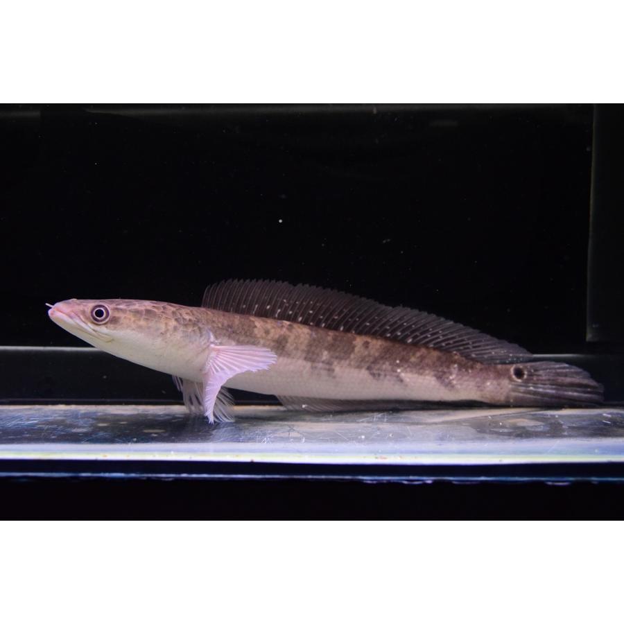 チャンナsp Cf アラ インド便 27 28cm Ana450 World Rivers Net 通販 Yahoo ショッピング