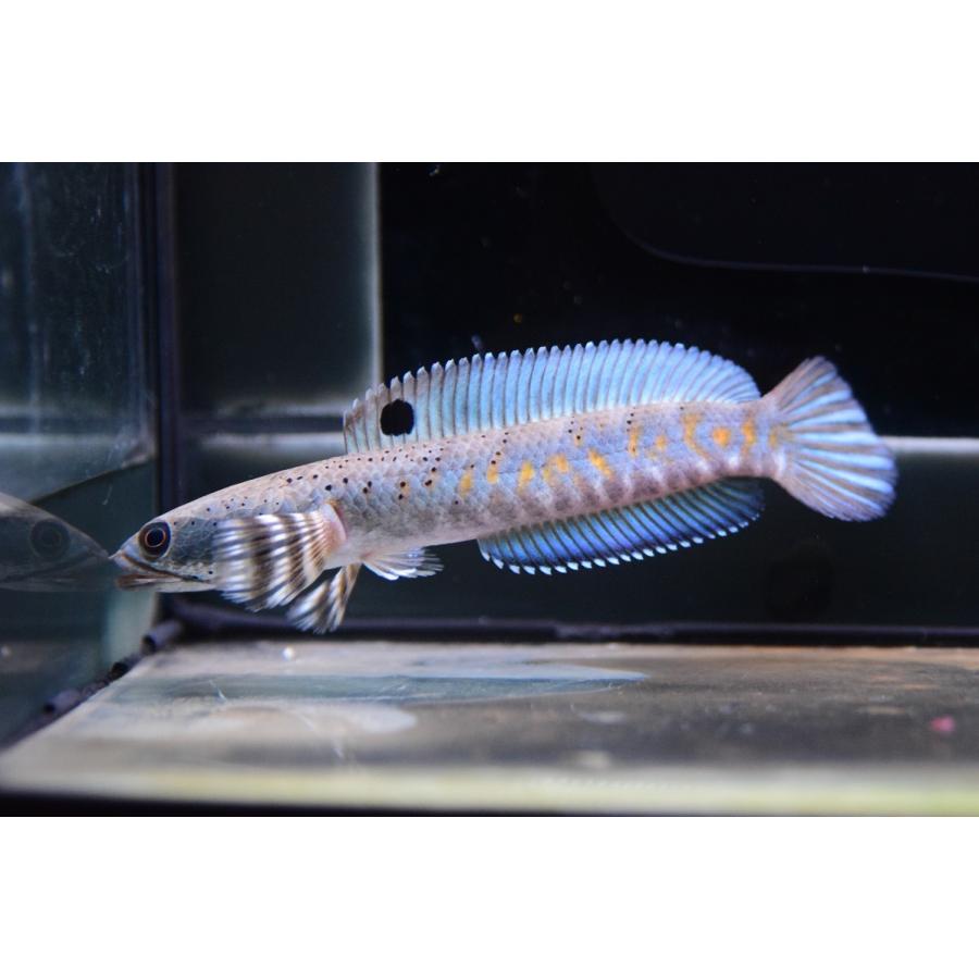 チャンナ プルクラ 12cm Ana455 World Rivers Net 通販 Yahoo ショッピング