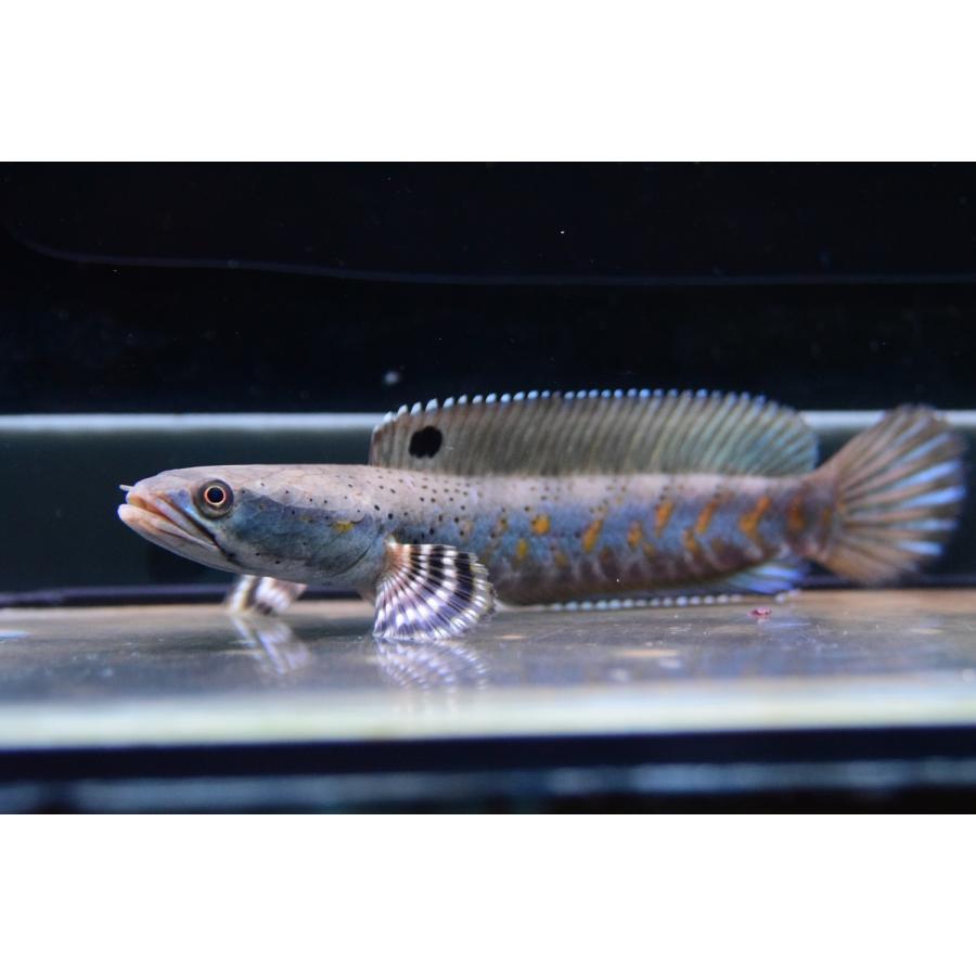 チャンナ プルクラ 13cm Ana456 World Rivers Net 通販 Yahoo ショッピング