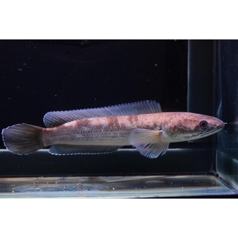 ブラックトーマン　21cm