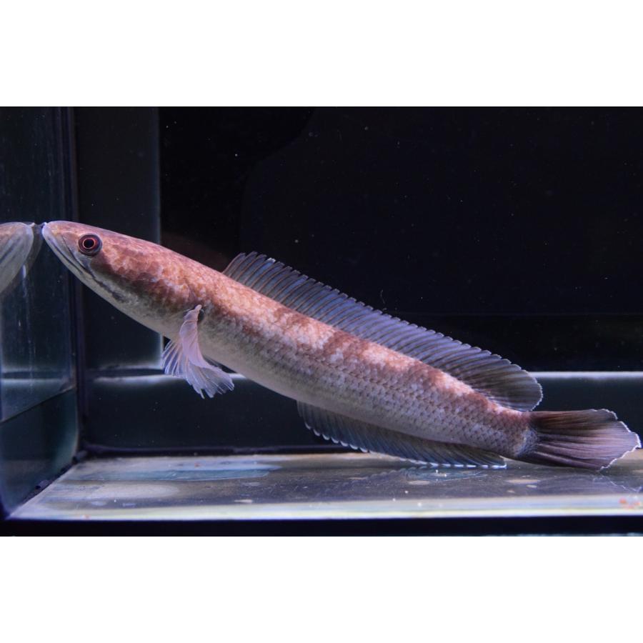 ブラックトーマン　21cm 