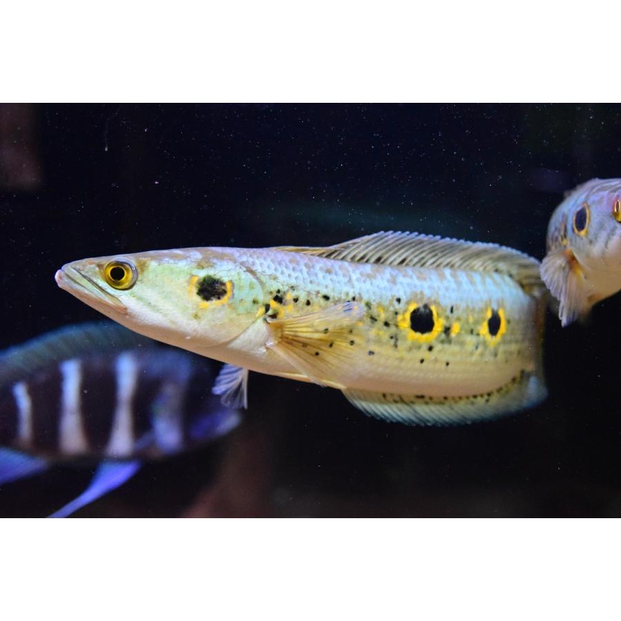 安心の定価販売 オセレイトスネークヘッド 31cm 大注目 Puddlesandsun Co Uk